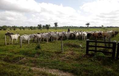 Imagem: A fazenda possui 115680000-0m² de Área e está localizado
