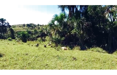 Imagem 10: 38 Alqs Cultura Muita Água Montada Região Goiatins TO