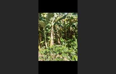 Imagem 10: Fazenda d 30 há em Carmo da Mata MG