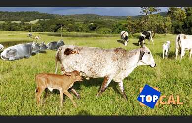 Imagem 1: FAZENDA EM HIDROLANDIA GOIAS