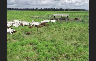 Imagem: A fazenda possui 5.324.000m² de Área e está localizado em