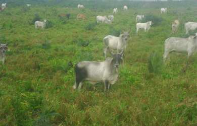 Imagem 2: Fazenda 125 hectares por 950 mil reais 100 hectares de pasto no Pará...
