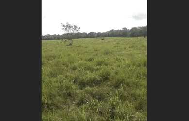 Imagem 4: fazenda 77 alqueires a 55 km de Castanhal está suja