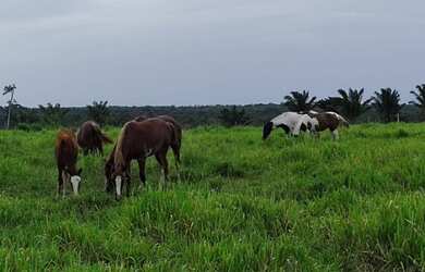 Imagem 9: R$45 milhões fazenda 2.400 alqueires no Maranhão dupla aptidão