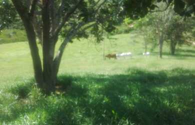 Imagem 6: Vendo Fazenda 215 hectares casas 12kms Palmópolis MG com Rio, 33 998000931,...