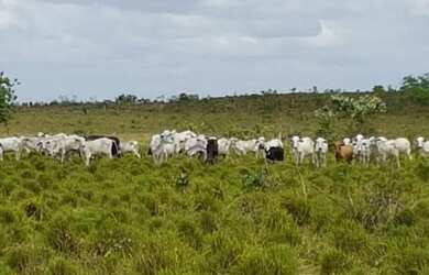 Imagem 3: Fazenda no Pará 5.578 alqueires por 150 milhões de reais dupla aptidão