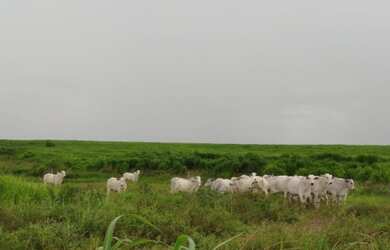 Imagem 1: Fazenda no Pará 640 alqueires com 450 em pasto por R$28.160/alqueire
