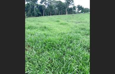 Imagem 4: FAZENDA 45 KM CAIAPONIA-GO