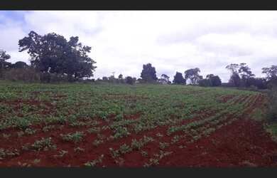 Imagem 10: Excelente fazenda de café