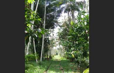 Imagem 16: 104 hectares,45 mil pés de açaí produzindo R$2 Milhões de reais, há...