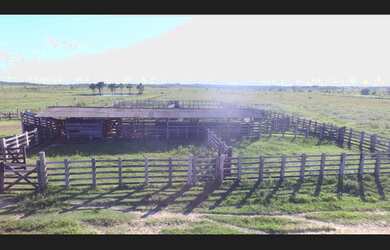 Imagem 10: 300 alqueires com 1000 rezes por R$8 milhões porteira fechada