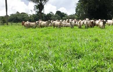 Imagem: A fazenda possui 45.100.000m² de Área e está localizado