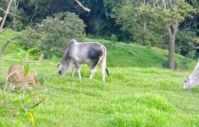 Imagem: Fazenda de 78 há em Bonfim MG