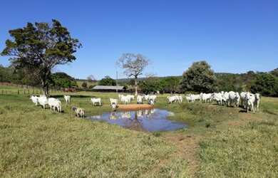 Imagem 5: fazenda 77 alqueires a 55 km de Castanhal está suja