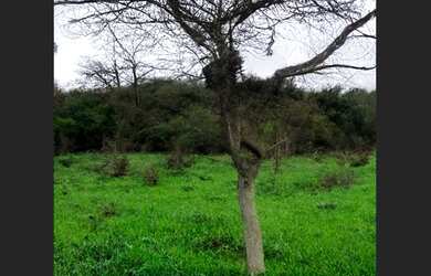 Imagem: O terreno possui 10.100m² de Área e está localizado em Capim