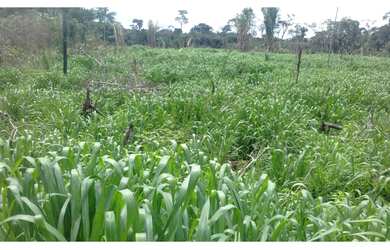 Imagem 1: Sitio colniza. 