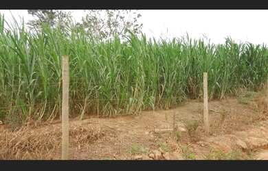 Imagem 7: Vendo Fazenda 215 hectares casas 12kms Palmópolis MG com Rio, 33 998000931,...