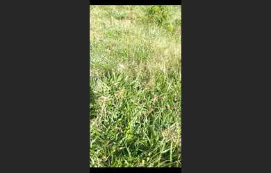 Imagem 6: Troco 1.5 alqueires em castro no socavão por caminhão ou carros