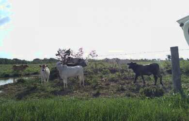 Imagem 11: 400 hectares com pasto pra gado no Pará por R$2 milhões fica passando...