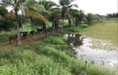 Imagem 1: FAZENDA EM GUAIUBA 97 HECTARES
