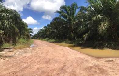 Imagem 7: Na alça viária 309 alqueires documentada 1.445/ha de dendê plantado...