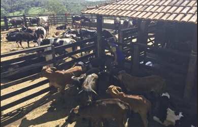 Imagem 8: Fazenda Dumont a Venda. 