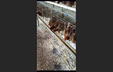 Imagem 4: Fazenda de 14 há em São Tiago MG