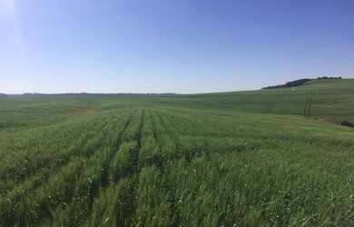 Imagem: A fazenda e está localizado em Santa Tereza do Oeste, PR à