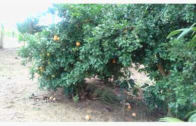 Imagem 2: Sitio colniza. 