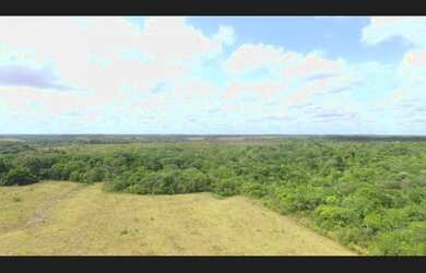 Imagem 3: 400 hectares com pasto pra gado no Pará por R$2 milhões fica passando...