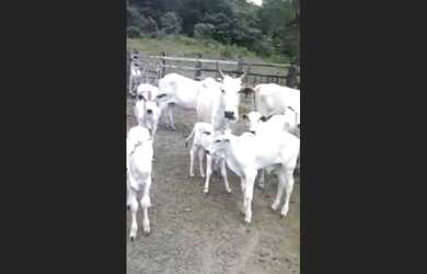 Imagem 11: Excelente fazenda em santa inês