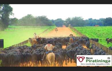 Imagem 3: Fazenda Nova Piratininga