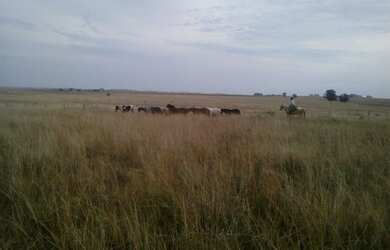 Imagem: A fazenda possui 242m² de Área e está localizado em Alegrete