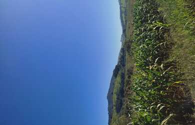 Imagem 2: Fazenda de 255 há em Bom Sucesso MG