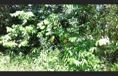 Imagem: A fazenda possui 22.000m² de Área e está localizado em Castanhal