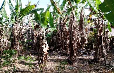 Imagem 8: Fazenda de 14 ha em Itaguara