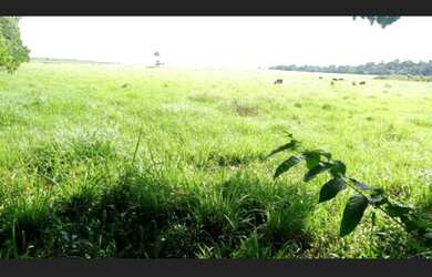 Imagem 12: Fazenda pronta em pasto com 118 alqueires no Pará por R$3,5 milhões