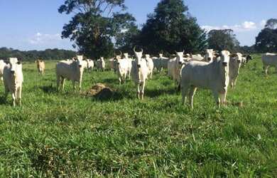 Imagem: A fazenda possui 19.844.000m² de Área e está localizado