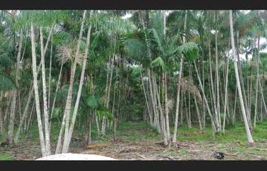 Imagem: A fazenda possui 300000-0m² de Área e está localizado em