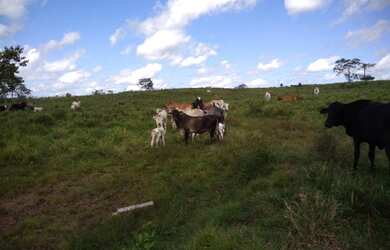 Imagem 1: 300 hectares fazenda a 130 km de Belém toda documentada por R$3 milhões