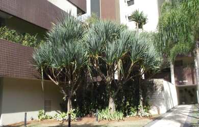 Imagem 2: APARTAMENTO COM 92 METROS, 03 DORMITÓRIOS SENDO 01 SUÍTE E 02 VAGAS