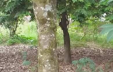 Imagem 5: TERRENO RESIDENCIAL em BARRA DO PIRAÍ - RJ, California