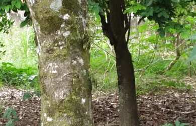 Imagem 6: TERRENO RESIDENCIAL em BARRA DO PIRAÍ - RJ, California