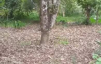 Imagem 8: TERRENO RESIDENCIAL em BARRA DO PIRAÍ - RJ, California