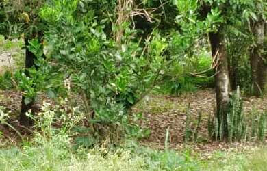 Imagem 10: TERRENO RESIDENCIAL em BARRA DO PIRAÍ - RJ, California