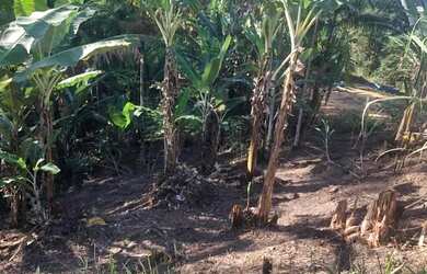 Imagem 5: - Chácara no km 354 da rodovia Régis Bittencourt, município de Miracatu.Vende/Permuta