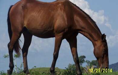 Imagem: A fazenda possui 6 Dormitórios, 1 Suíte, 4 Banheiros e 21780000m²