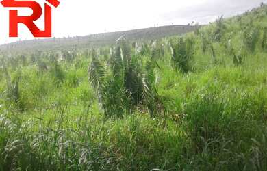 Imagem 7: FAZENDA RURAL em Governador Archer - MA, Zona Rural