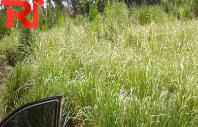 Imagem 12: FAZENDA RURAL em Governador Archer - MA, Zona Rural