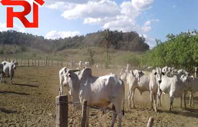 Imagem 14: FAZENDA RURAL em Governador Archer - MA, Zona Rural
